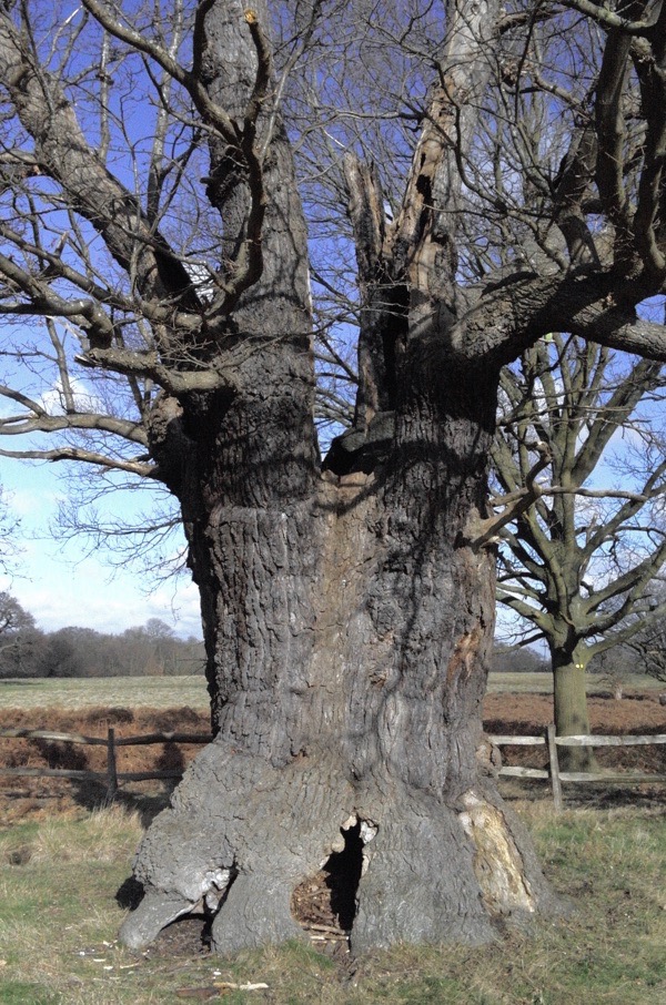 Trees dying