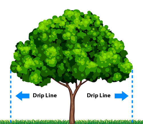 Aging trees