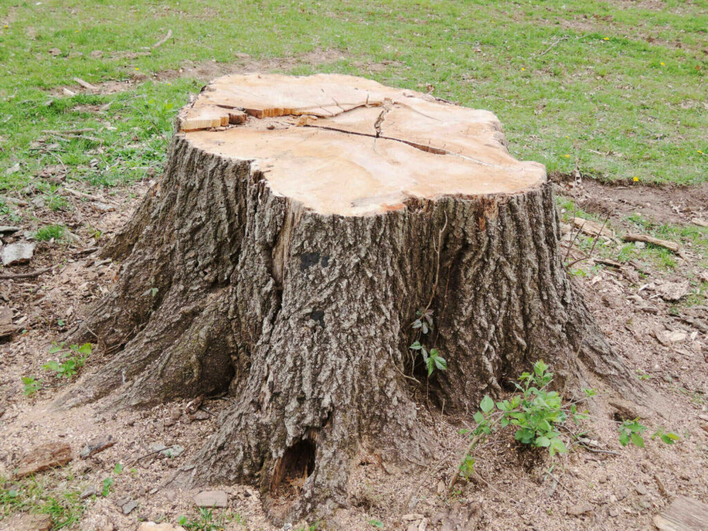 stump stump